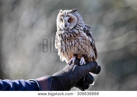The Long-eared Owl, Asio Otus, Also Known As The Northern Long-eared Owl, Is A Species Of Owl Which 