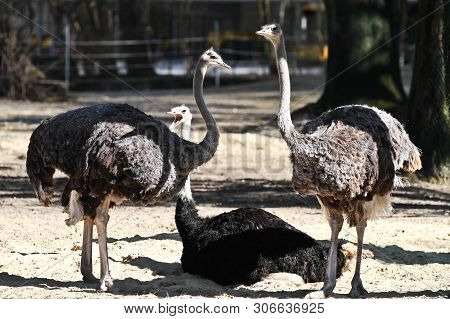 The Common Ostrich, Struthio Camelus, Or Simply Ostrich, Is A Species Of Large Flightless Bird Nativ