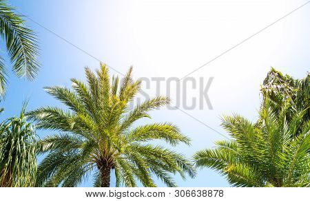 Palm Tree And Blue Sky Background Concept - Beautiful Palm Tree Leave And Blue Sky With Flare Light 