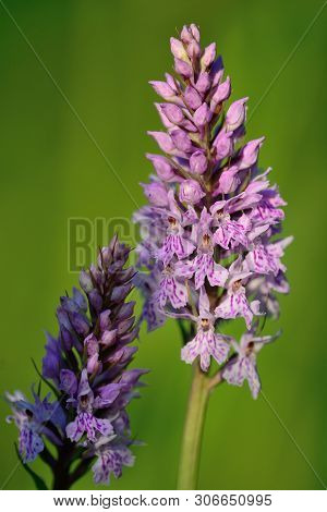 Two Common Spotted Orchids In Bloom (dactylorhiza)