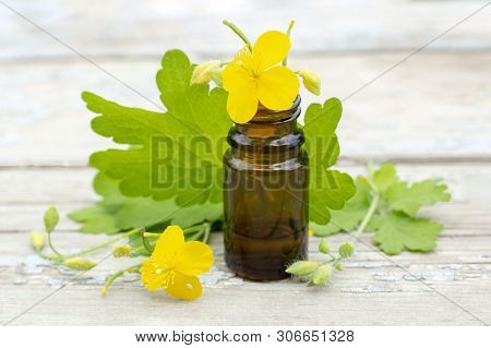 Chelidonium Celandine. Herb Celandine With Flowers And Tincture Of Celandine In A Dark Bottle