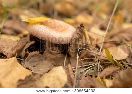 Single Mushroom In The Dry Fallen-down Foliage In The Autumn Forest
