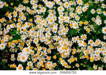 Summer Texture Or Background With Beautiful Daisies Field In Wam Sunlight. Blooming Medical Daisies.