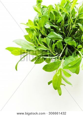 Knotweed On White Wooden Background. Shallow Dof.