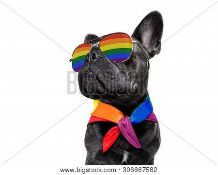 Fairy  Funny Gay French Bulldog  Dog Proud Of Human Rights Waving  With Lgbt Rainbow Flag And Sungla