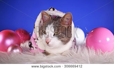 Christmas Animals Winter Pets Animal Friends Cat Pet Cute Blue Background