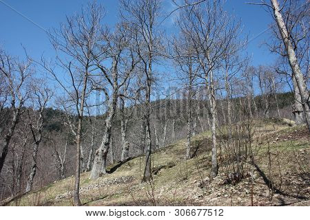 Spring Panorama Of Careggine, Dry Soil And Bare Trees. The Land Is Dry And The Bush Displaced Also I