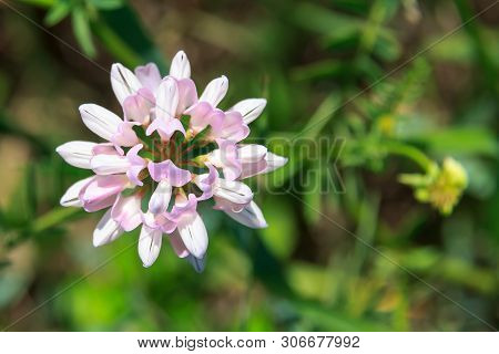 Pale Pink Crown Vetch Flowers. Securigera Varia. Sekiroplantik Variegated Or Knit Variegated.