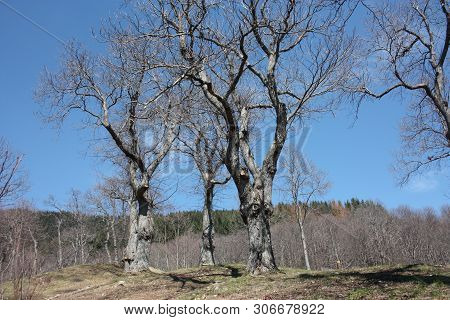 Spring Panorama Of Careggine, Dry Soil And Bare Trees. The Land Is Dry And The Bush Displaced Also I