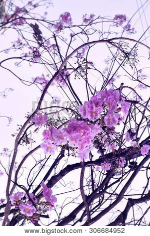 Tabebuia rosea flowers blooming in park in the morning.