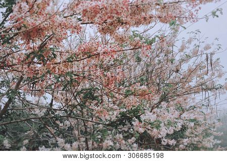 Tabebuia Rosea Flowers Blooming In Park In The Morning.