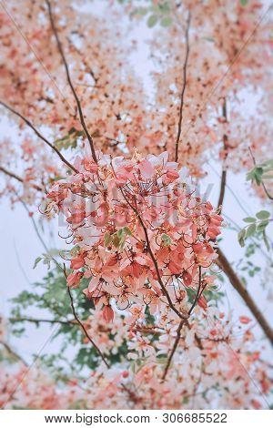 Tabebuia Rosea Flowers Blooming In Park In The Morning.
