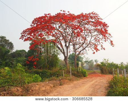 Tabebuia Rosea Flowers Blooming In Park In The Morning.
