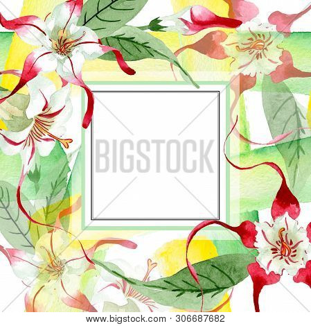 Red White Strophantus Botanical Flowers. Wild Spring Leaf Wildflower. Watercolour Drawing Fashion Aq