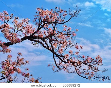 Tabebuia Rosea Flowers Blooming In Park In The Morning.