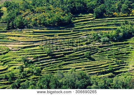 Viewpoint Of The Terraces (miradouro Dos Socalcos), Overlooking The Agricultural Terraces (famous Ti