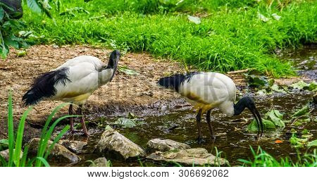 Two African Sacred Ibises Together In A River Stream, Tropical Wading Birds From Africa