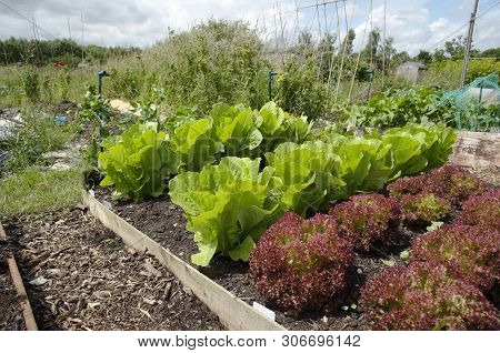 Bed Of Mature Butterhead And Lolla Rosso Lettuce On Allotment