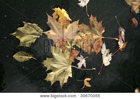 Foglie d'acero autunno