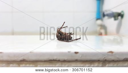 Spider Pretend To Be Dead On Edge Of The Tub In The Bathroom,the Act Of Pretending Or Appearing To B