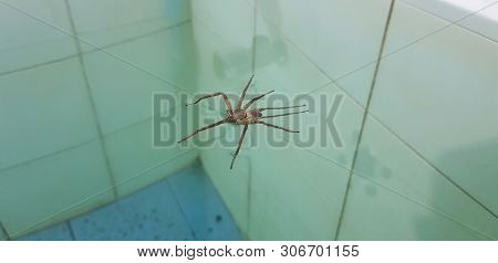Insect Forest Spider On The Water Surface,argiope Spider Sitting On The Water Surface Of A Bath In T