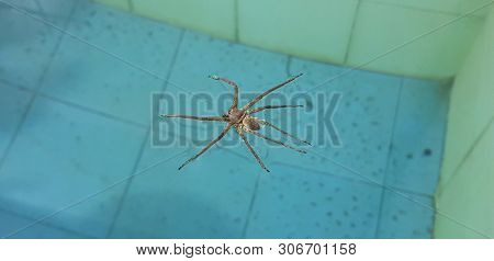 Insect Forest Spider On The Water Surface,argiope Spider Sitting On The Water Surface Of A Bath In T
