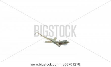 House Lizard (hemidactylus Platyurus) On White Background