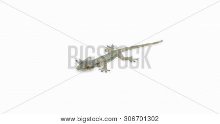 House Lizard (hemidactylus Platyurus) On White Background