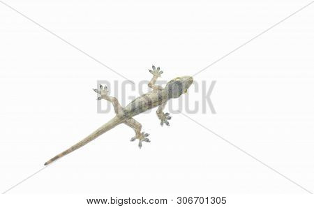 House Lizard (hemidactylus Platyurus) On White Background