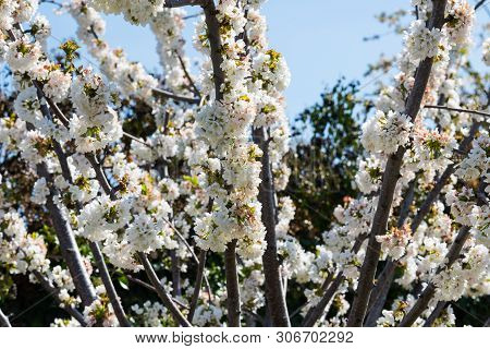 Detail Of White Cherry Blossoms In Valdastilla, Valle Del Jerte, Caceres, Spain.