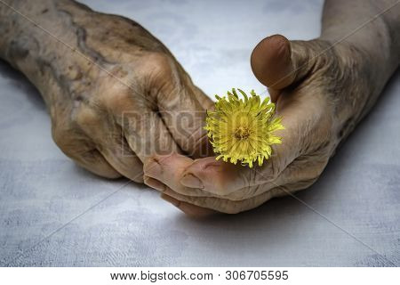 Old Woman Hands Holding Fresh Dandelion Flower