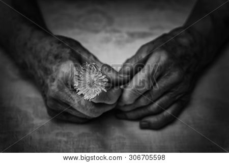 Old Woman Hands Holding Fresh Dandelion Flower