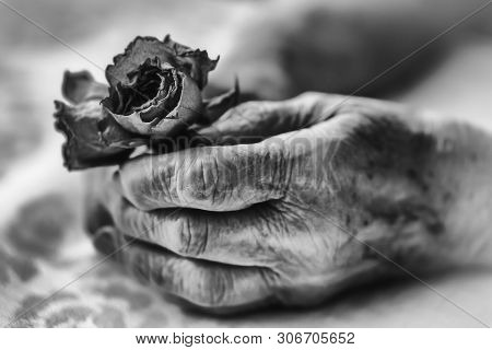 Old Woman Hands Holding Dry Rose Flowers