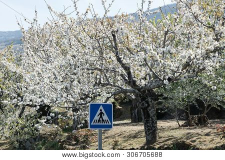 White Hillsides Motivated By The Color Of Cherry Blossoms In Valdastilla, Valle Del Jerte, Caceres, 