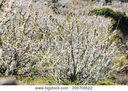 Detail Of White Cherry Blossoms In Valdastilla, Valle Del Jerte, Caceres, Spain.