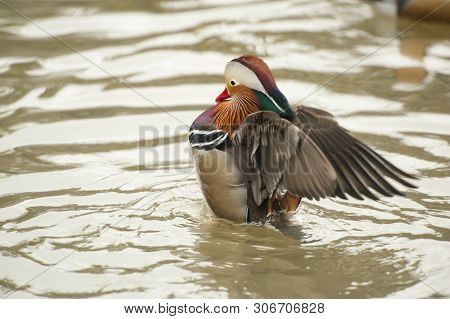 Mandarin Duck - (aix Gulericulata) Male In Water Ruffling His Wings At The Sylvan Heights Bird Cente