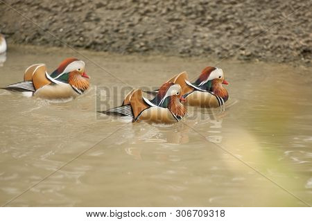 Three Mandarin Ducks- (aix Gulericulata) Males Are Swimming In Water At The Sylvan Heights Bird Cent