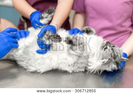 A Male Veterinarian Anesthesiologist Makes The Procedure For A Cat - A Catheterization Of The Bladde