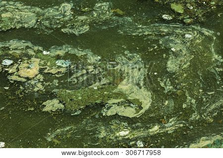 Dirty Wave With Old Dirty Algae. Dirty Seaweed Sea Surf Lines In Seaport. Dirty Sea, Environmental P
