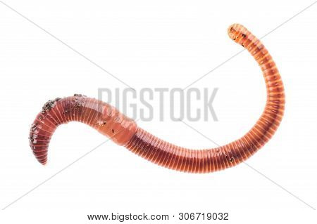 Macro Shot Of Red Worm Dendrobena Earthworm Live Bait For Fishing Isolated On White Background.