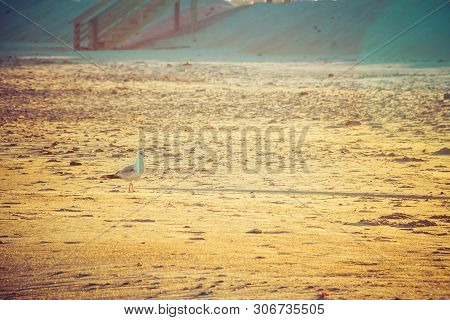 A Lone Seagull Standing On The Sand Of A Beach In Front Of Beach Homes In The Evening Light.