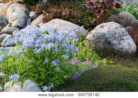 Blooming Blue Phlox And Other Flowers In A Small Rockeries In The Summer Garden