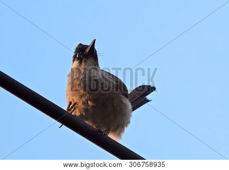 Closeup Sooty-headed Bulbul Bird Perched On A Cable Wire Isolated On Blue Sky