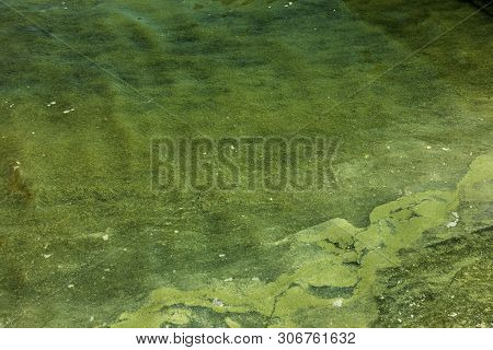 Dirty wave with old dirty algae. Dirty seaweed sea surf lines in seaport. Dirty sea, environmental p