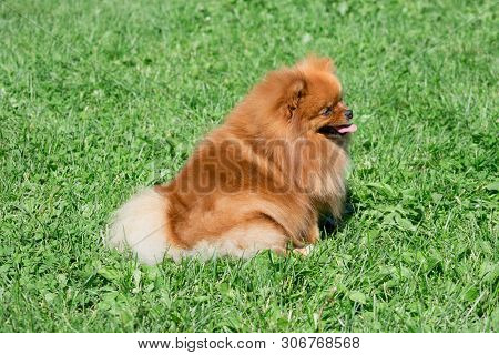 Cute Pomeranian Spitz Puppy Is Sitting On A Spring Meadow. Deutscher Spitz Or Zwergspitz.