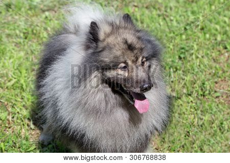 Deutscher Wolfspitz Is Standing On A Green Meadow. Keeshond Or German Spitz.