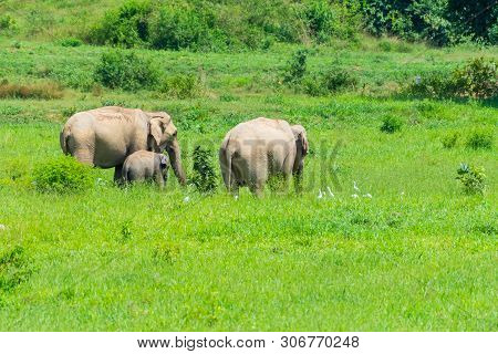 Group Of Wild Elephants Eating Grass In The Meadow Of Kuiburi, National Park Of Thailand