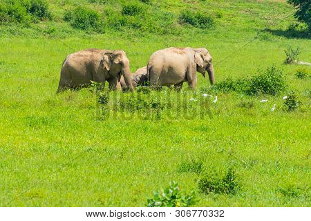 Group Of Wild Elephants Eating Grass In The Meadow Of Kuiburi, National Park Of Thailand