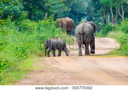 Wild Elephants Walking On The Pathway Of Kuiburi; National Park Of Thailand
