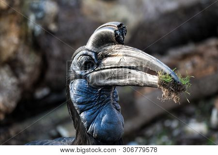 The Abyssinian Northern Ground Hornbill, Bucorvus Abyssinicus Or Northern Ground Hornbill Is An Afri